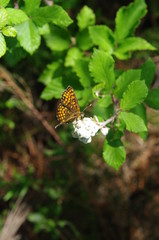 Schöner Schmetterling in Frankreich