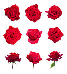 Roses colection