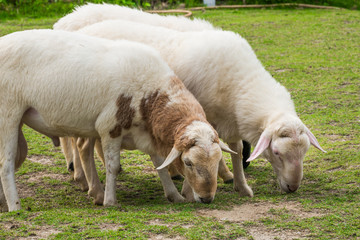 Obraz premium White sheep in the field
