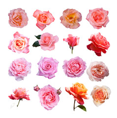 Roses colection