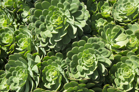healthy green succulent plant crassulaceae