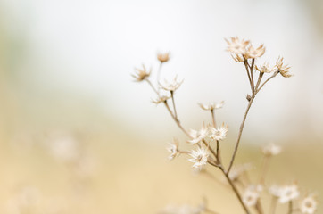 Flower plant