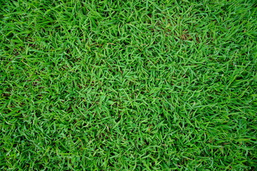 Green Grass background