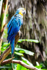 The potrait of Blue & Gold Macaw