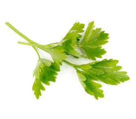 Green Parsley Isolated on White Background