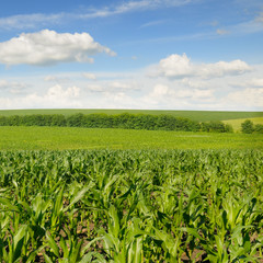 Fototapeta na wymiar corn field and beautiful sky