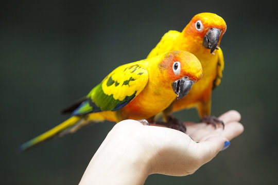 Sun Conure