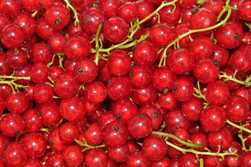 Fresh redcurrant background