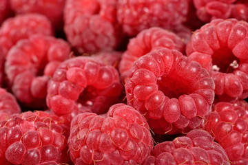 Red raspberries close up