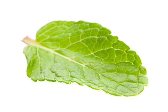 Peppermint herb leaf