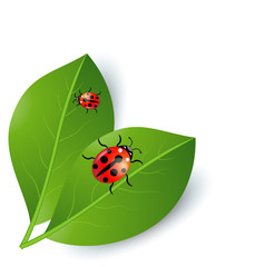background  with green leaves and ladybirds