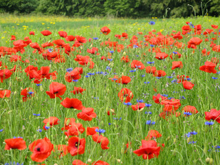 poppies on summer field