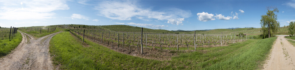 Fototapeta na wymiar Vineyard panorama