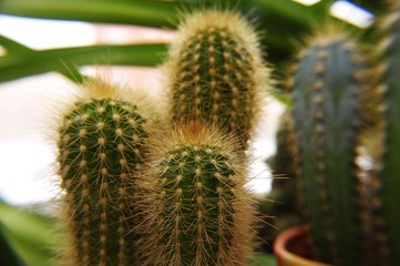 Close up of cactus with golden stems, side view
