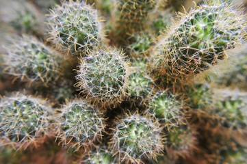 Close up of cactus with golden stems, top view