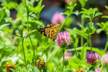 Butterfly on a clover flower, backlit