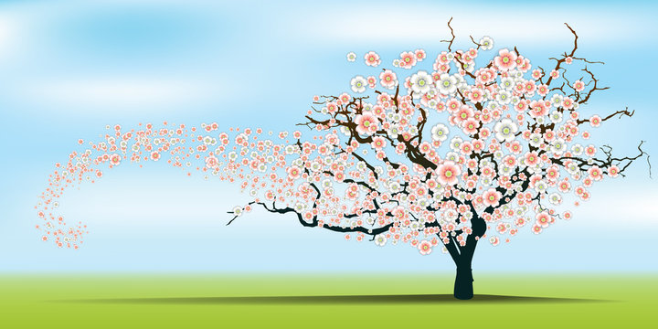Spring wind rips cherry blossom tree.