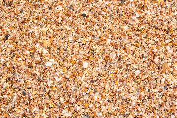 Shell on the beach