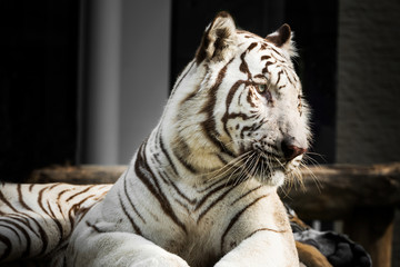White bengal tiger