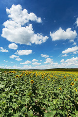 Fototapeta na wymiar Sonnenblumenfeld mit Quellwolken