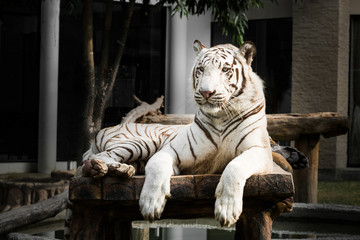 White bengal tiger © crazybboy