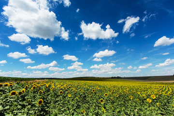 Fototapeta na wymiar Sonnenblumenfeld mit Quellwolken