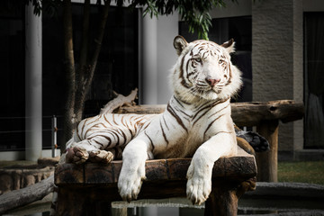 Naklejka premium White bengal tiger
