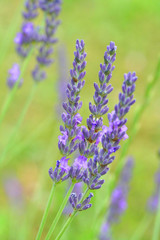 fiori di lavanda_ giardino