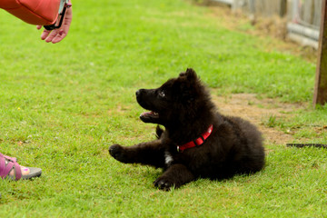 Obraz na płótnie Canvas German Shepherd puppy