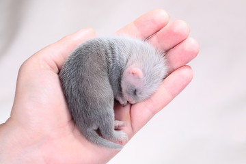Ferret baby in human hands