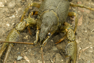 Crayfish.