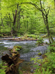 Obraz premium Oirase gorge in fresh green, Aomori, Japan