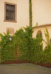 Castle with ivy