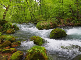 Oirase gorge in fresh green, Aomori, Japan