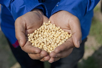 Handful of soybeans, India.