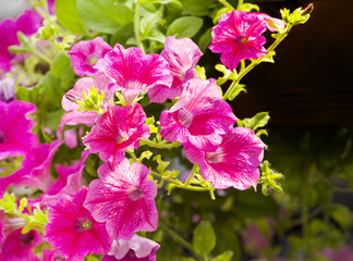 decorative flowers petunia