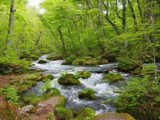 Obraz premium Oirase gorge in fresh green, Aomori, Japan