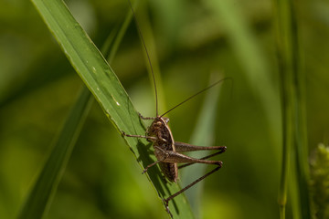 Un piccolo grillo poggiato su uno stelo d'erba