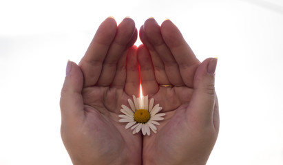 Ромашка в руках