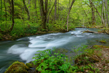 Oirase gorge in fresh green, Aomori, Japan