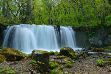 Obraz premium Oirase gorge in fresh green, Aomori, Japan