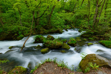 Obraz premium Oirase gorge in fresh green, Aomori, Japan
