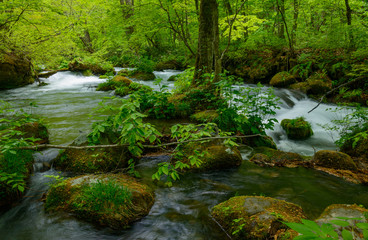 Oirase gorge in fresh green, Aomori, Japan