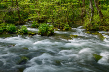 Obraz premium Oirase gorge in fresh green, Aomori, Japan