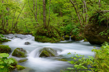 Fototapeta na wymiar Oirase gorge in fresh green, Aomori, Japan
