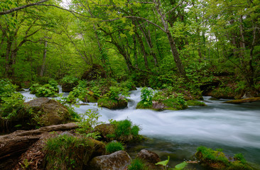 Obraz premium Oirase gorge in fresh green, Aomori, Japan