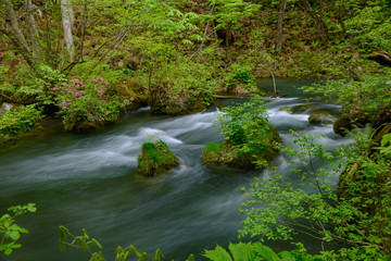 Obraz premium Oirase gorge in fresh green, Aomori, Japan