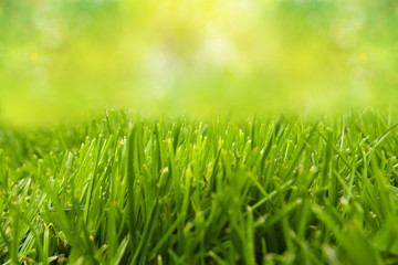 freshness grass field with green abstract background