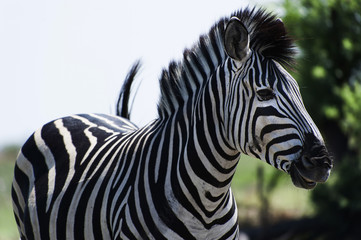 Naklejka na ściany i meble Zebra im Chobe Park, Botswana