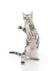 Cute baby tabby kitten standing on hind legs
